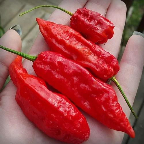 Authentic Ghost Pepper / Bhut Jolokia Whole Dry Chillies