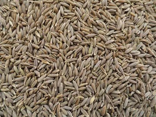 Sortex Cleaned Whole Cumin Seeds / Jeera (99.5% Purity Singapore Grade)