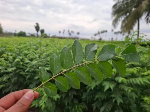 Sun-Dried Whole Natural Curry Leaves / Kadi Patta