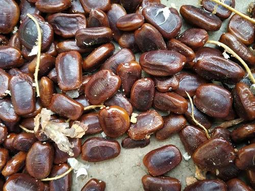 Raw Whole Tamarind Seeds / Imli Beej (Industrial & Starch Grade)