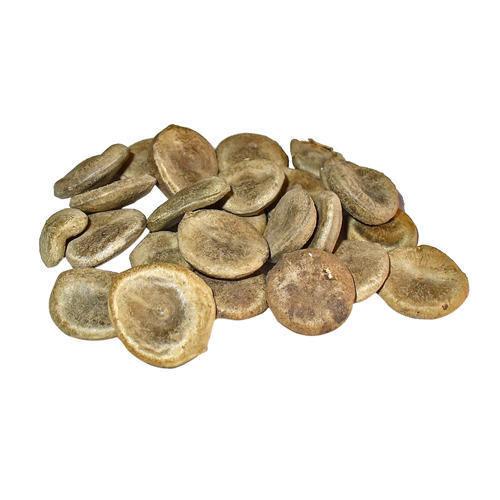 Gokhru Seed